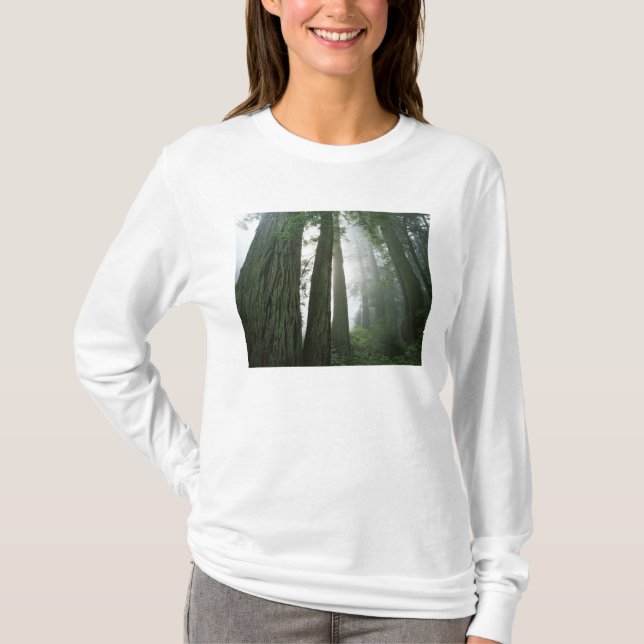 Camiseta EE.UU., California, Parque Nacional Redwood, 2 (Anverso)