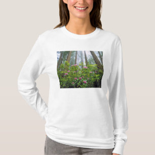 Camiseta EE. UU., California, Parque Nacional Redwood. Rhod