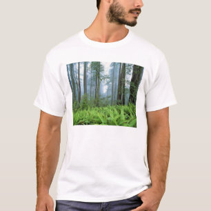 Camiseta EE.UU., California, Redwood NP. Árboles de secuoy