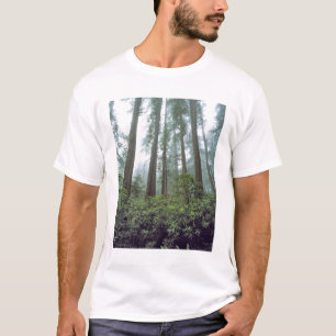 Camiseta EE. UU., California, Redwood NP. La niebla filtra