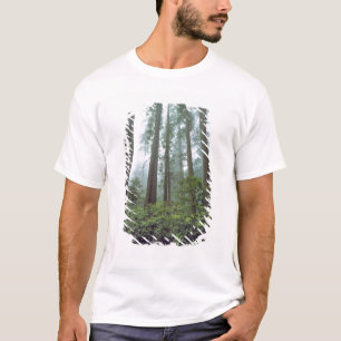 Camiseta EE. UU., California, Redwood NP. La niebla filtra 