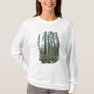 Camiseta EE. UU., California, Redwood NP. La niebla filtra