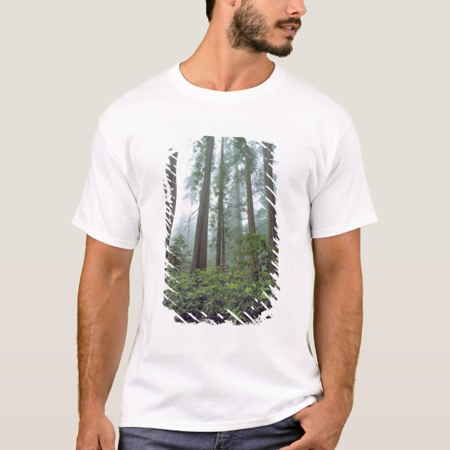Camiseta EE.UU., California, Redwood NP. La niebla filtra e (Anverso)