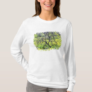 Camiseta EE. UU., California, San Diego. Un bosque de roble