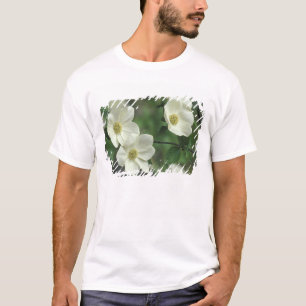 Camiseta EE. UU., California, Yosemite NP, a lo largo del M