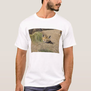 Camiseta EE. UU., Colorado, Breckenridge. Alerta zorro rojo