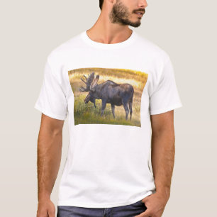 Camiseta EE. UU., Colorado, Cameron Pass. Alce macho
