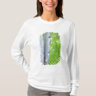 Camiseta EE. UU., Colorado, Lake City, Aspens y
