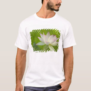 Camiseta EE. UU., DC, Washington, Kenilworth Acuático