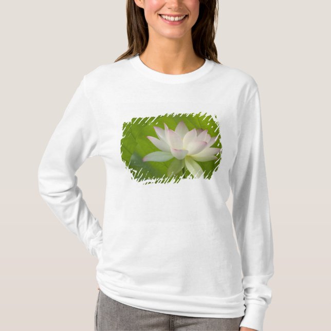 Camiseta EE. UU., DC, Washington, Kenilworth Acuático (Anverso)