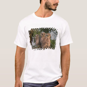 Camiseta EE. UU., Florida, humedales de Viera. Tres barred