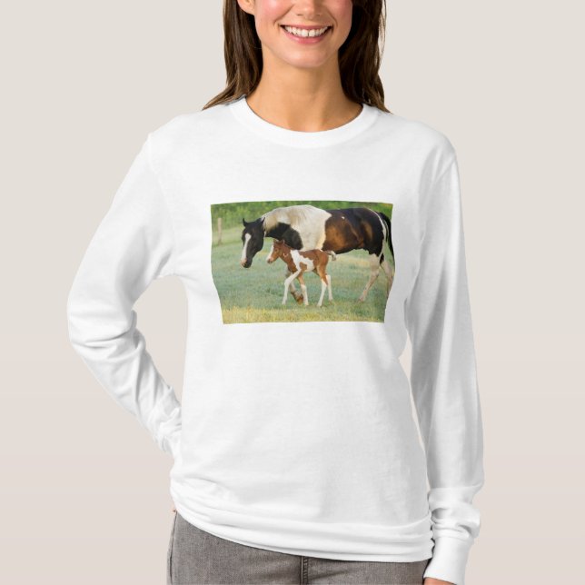 Camiseta EE. UU., Florida, potranca Paint recién nacida (Anverso)