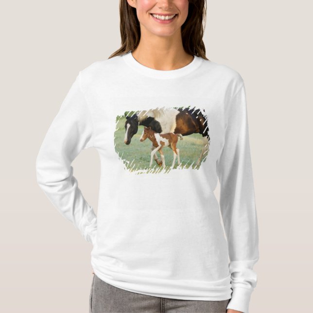 Camiseta EE. UU., Florida, potranca Paint recién nacida (Anverso)