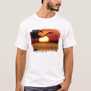 Camiseta EE. UU., Florida, San Petersburgo, Fort De Soto