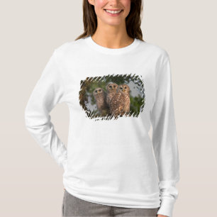 Camiseta EE. UU., Florida, Viera Wetlands. Tres barred