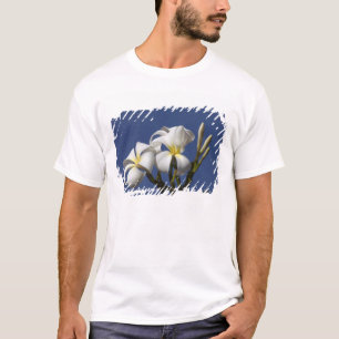 Camiseta EE. UU., Hawái, Kauai, plumeria blanca.