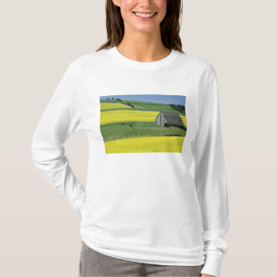Camiseta EE. UU., Idaho, cerca de Potlatch, Canola y antigu