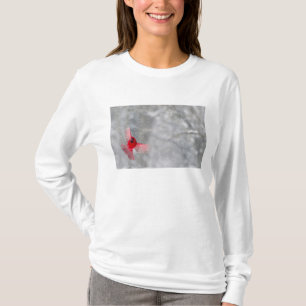 Camiseta EE. UU., Indiana, Indianápolis. Un cardenal macho