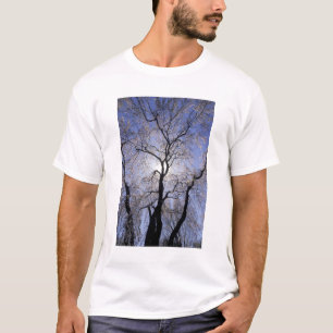 Camiseta EE. UU., Kentucky, Lexington. Árbol con iluminació