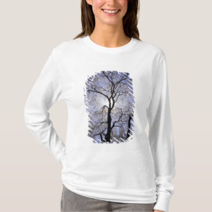 Camiseta EE. UU., Kentucky, Lexington. Árbol con iluminació
