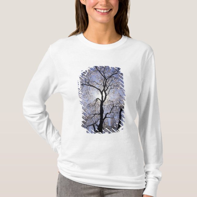 Camiseta EE. UU., Kentucky, Lexington. Árbol con iluminació (Anverso)