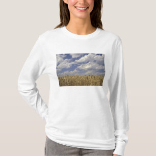 Camiseta EE. UU., Kentucky, Louisville. Cultivo de trigo y