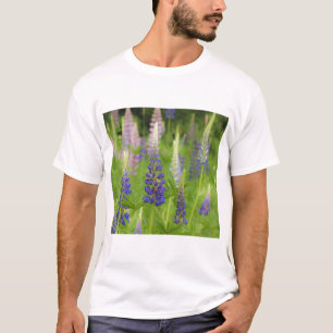 Camiseta EE.UU., Maine, Parque Nacional Acadia. Campo de