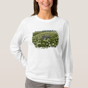 Camiseta EE. UU., Montana, Margarita silvestre floreciendo