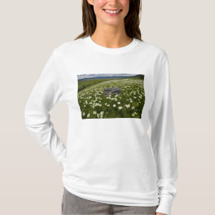 Camiseta EE. UU., Montana, Margarita silvestre floreciendo 