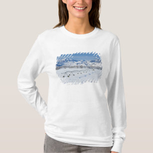 Camiseta EE. UU., MT, Granja cerca de Livingston