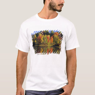 Camiseta EE. UU., New Hampshire, Moultonborough. Árboles en