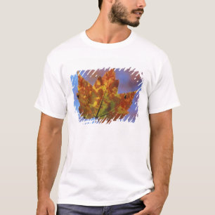 Camiseta EE. UU., New Hampshire, White Mountains, Franconia