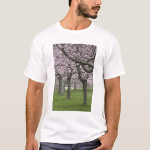 Camiseta EE. UU., Nueva York, East Hampton. Cerezos en