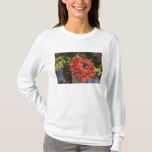 Camiseta EE. UU., Nuevo México, Santa Fe: Centro de Santa F