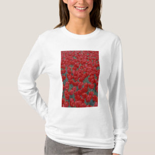 Camiseta EE.UU., Ohio, Cincinnati. Cama de tulipanes rojos
