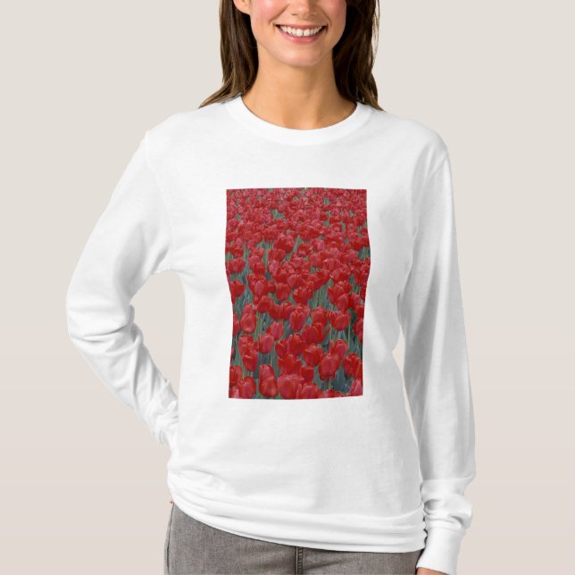 Camiseta EE. UU., Ohio, Cincinnati. Lecho de tulipanes rojo (Anverso)