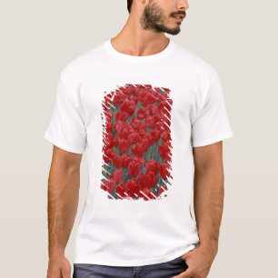 Camiseta EE. UU., Ohio, Cincinnati. Lecho de tulipanes rojo