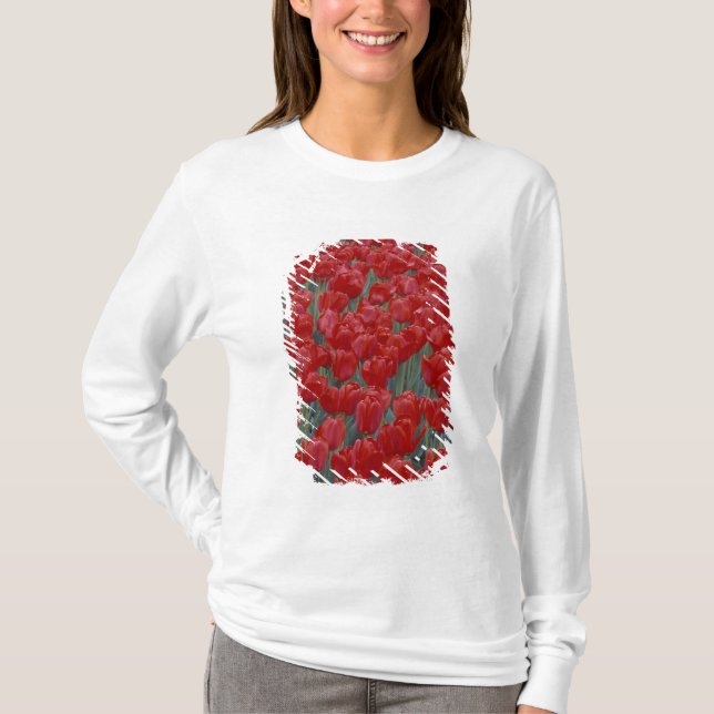 Camiseta EE. UU., Ohio, Cincinnati. Lecho de tulipanes rojo (Anverso)