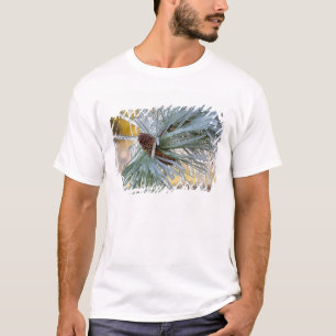 Camiseta EE. UU., Oregón, Bend. Las agujas de pino ponderos