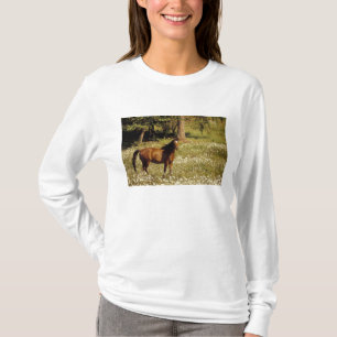 Camiseta EE. UU., Oregón. Caballo en campo de margaritas