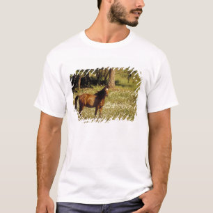 Camiseta EE. UU., Oregón. Caballo en campo de margaritas