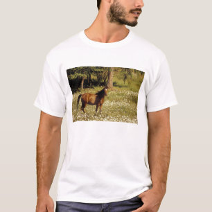 Camiseta EE. UU., Oregón. Caballo en campo de margaritas