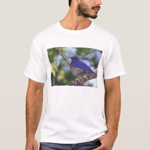 Camiseta EE. UU., Oregón. Macho de azulejo occidental