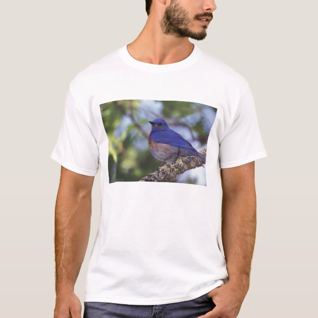 Camiseta EE. UU., Oregón. Macho de azulejo occidental (Anverso)