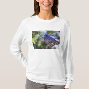 Camiseta EE. UU., Oregón. Macho de azulejo occidental