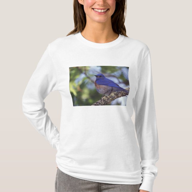 Camiseta EE. UU., Oregón. Macho de azulejo occidental (Anverso)