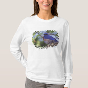 Camiseta EE. UU., Oregón. Macho de azulejo occidental