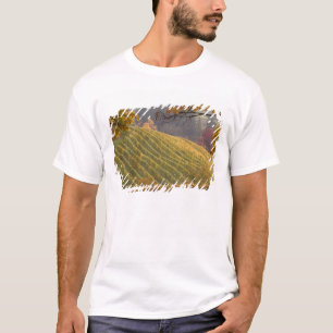 Camiseta EE. UU., Oregón, Newberg. Viñedo en otoño.