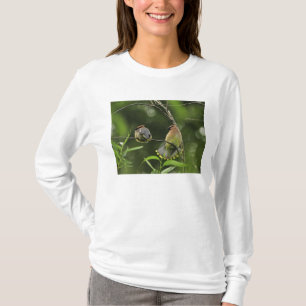 Camiseta EE. UU., Oregón, Portland. Ampelis americano macho