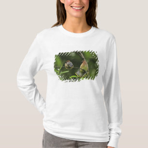 Camiseta EE. UU., Oregón, Portland. Ampelis americano macho